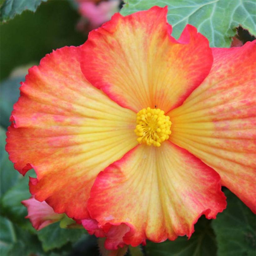 Begonie Yellow-Red - Begonia (Flowering)