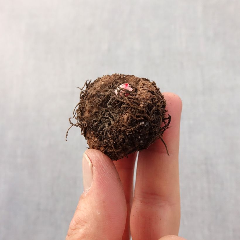 Example of Begonie Bouton de Rose - Begonia erecta Zwiebel size 5+ as you get in printemps