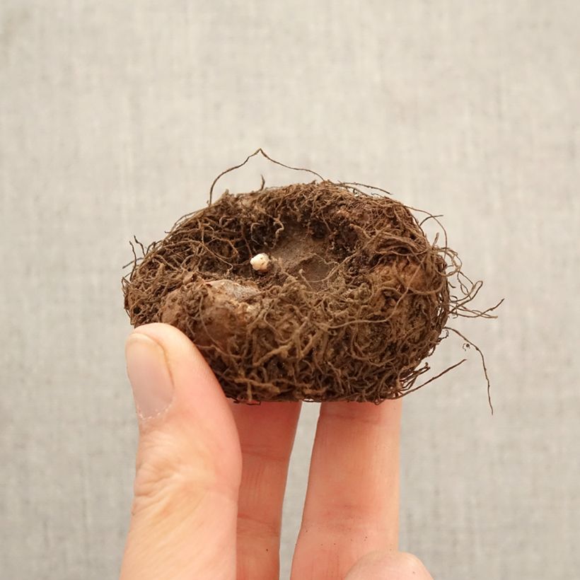 Exemplar von Begonie Copper - Begonia grandiflora Zwiebel Kaliber/Größe 6+ wie im Frühjahr geliefert