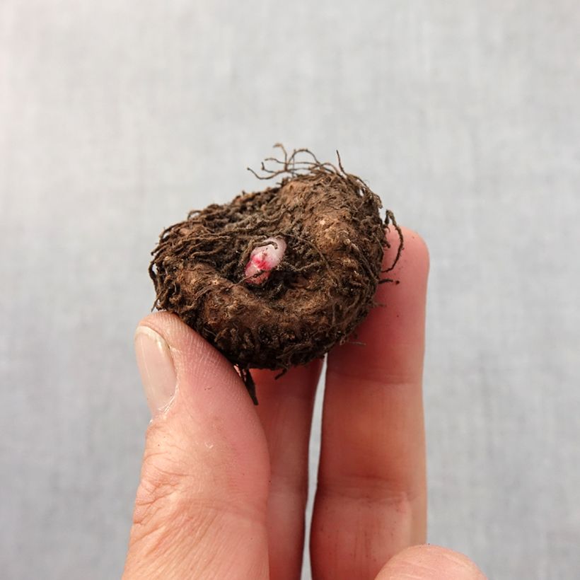 Example of Begonie Begonia Marmorata - Begonia Zwiebel size 4 as you get in printemps