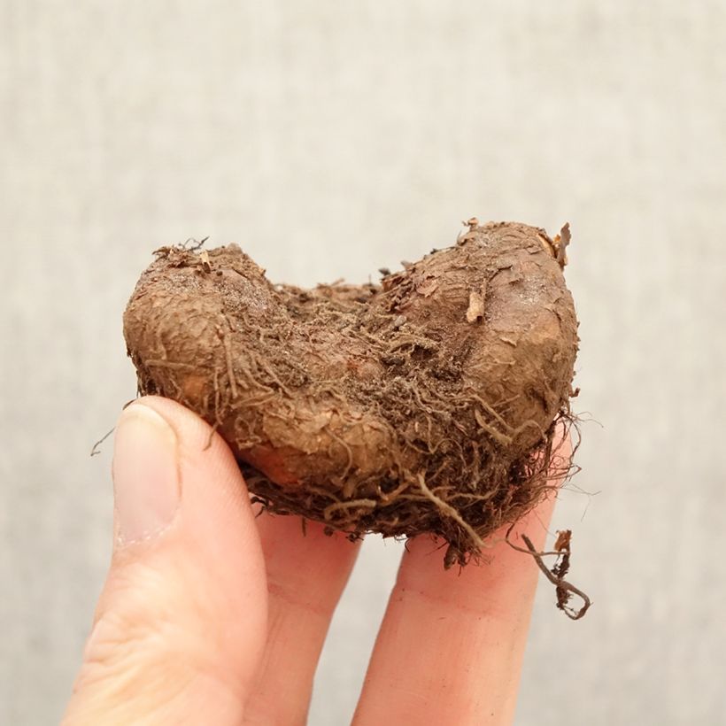 Exemplar von Begonie Non Stop Goldorange - Begonia multiflora Zwiebel Kaliber/Größe 5+ wie im Frühjahr geliefert