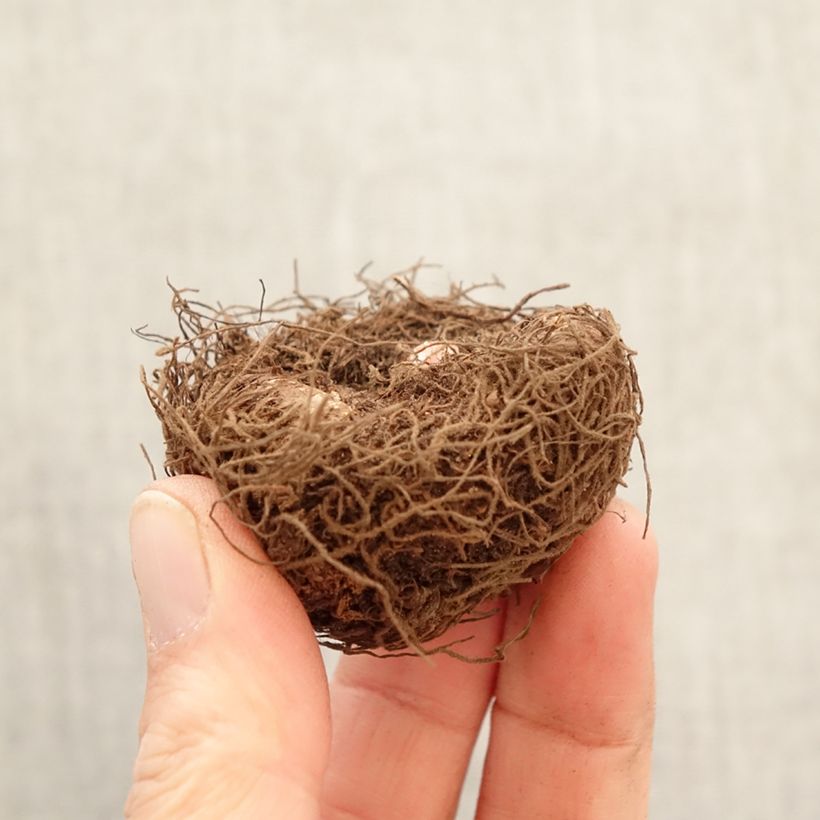 Exemplar von Begonie Non Stop White - Begonia multiflora Zwiebel Kaliber/Größe 5+ wie im Frühjahr geliefert