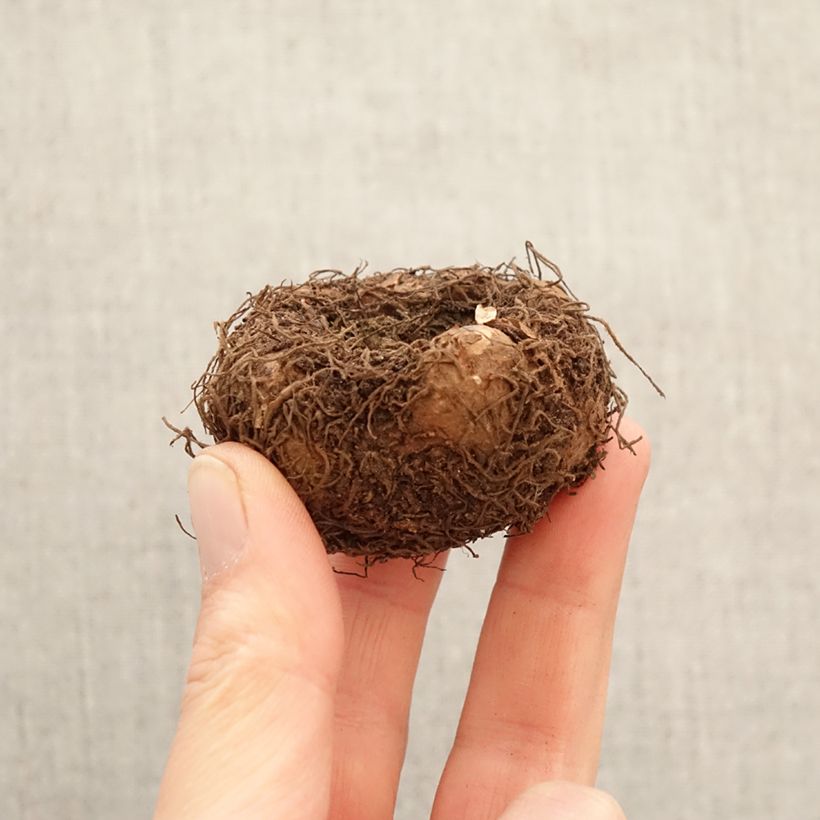 Exemplar von Begonie Splendide Flamenca Zwiebel Kaliber/Größe 5+ wie im Frühjahr geliefert