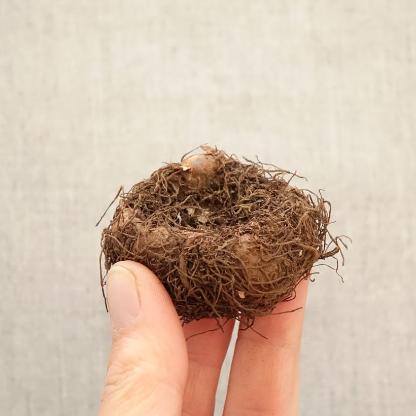 Exemplar von Begonie Sunny Dream - Begonia Odorata  Zwiebel Kaliber/Größe 5+ wie im Frühjahr geliefert