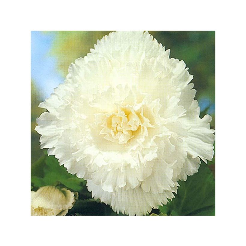 Begonie Fimbriata White - Begonia multiflora (Flowering)
