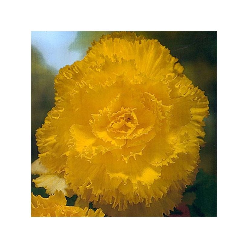 Begonie Fimbriata Yellow - Begonia multiflora (Flowering)