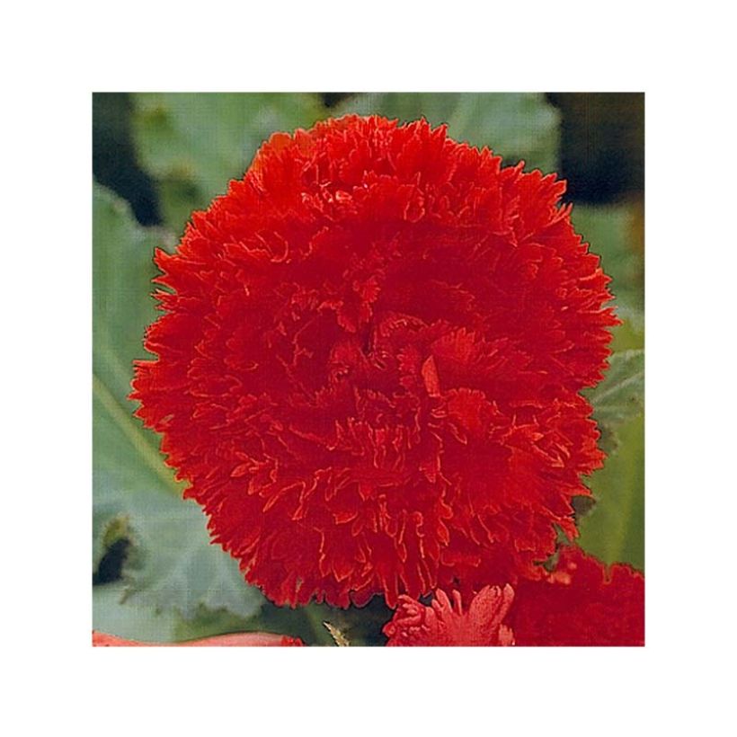 Begonie Fimbriata orange - Begonia fimbriata (Flowering)