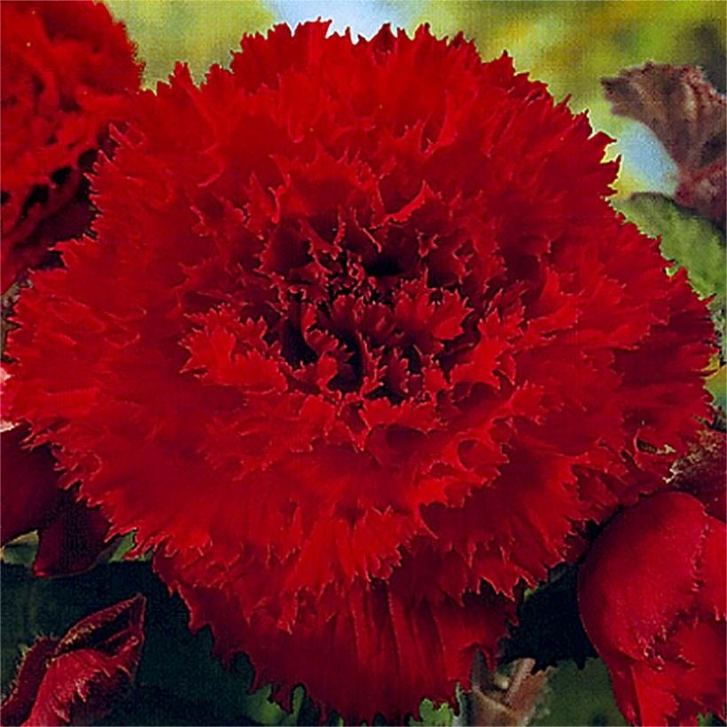 Begonie Fimbriata Red - Begonia (Flowering)