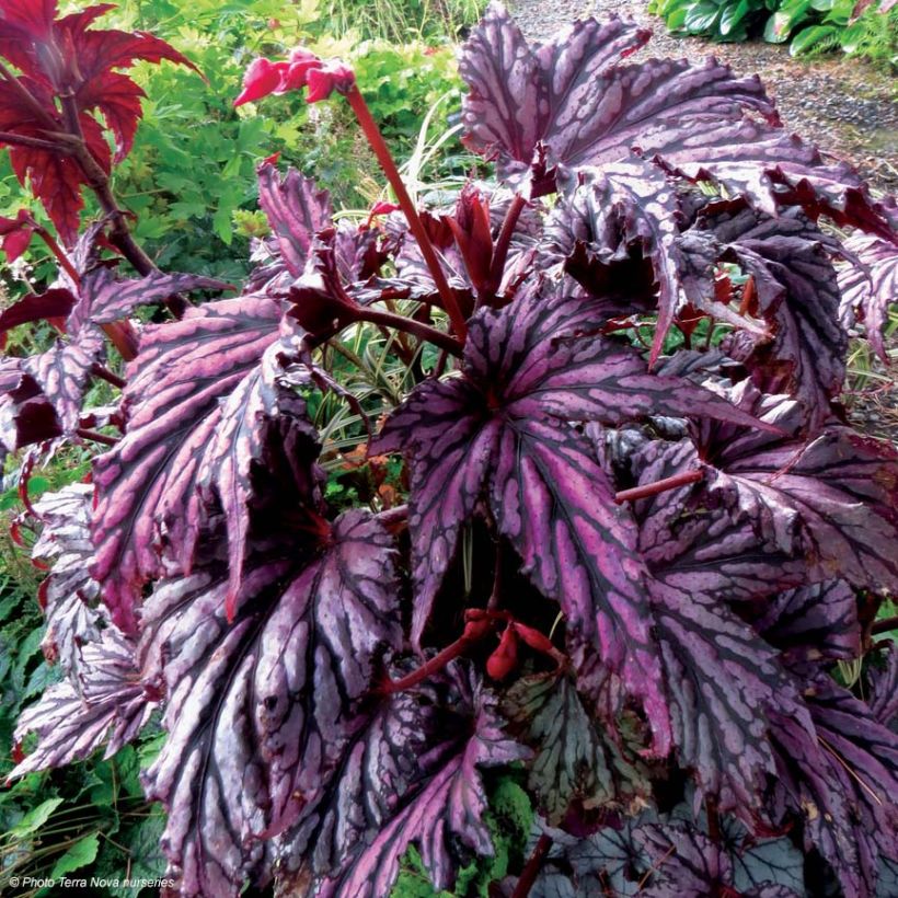 Begonie Garden Angel Blush - Begonia (Plant habit)