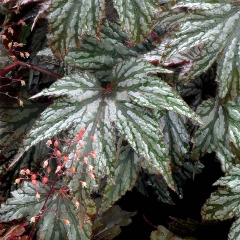 Begonie Garden Angel Silver - Begonia (Foliage)