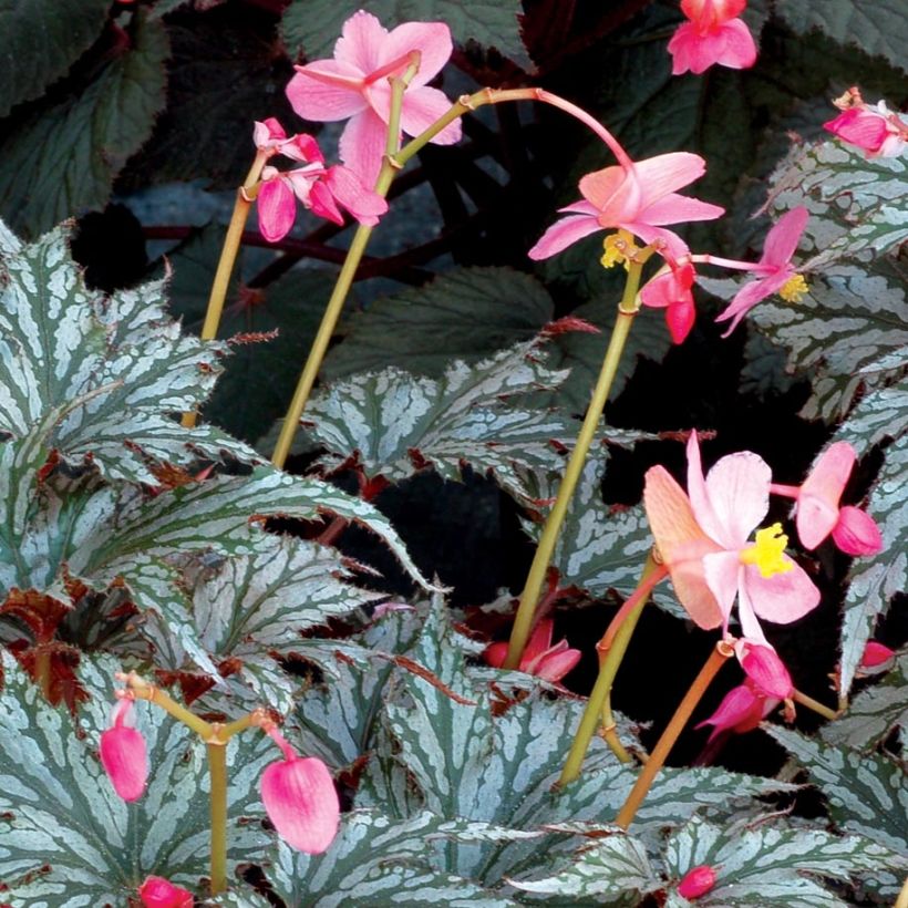 Begonie Garden Angel Silver - Begonia (Flowering)
