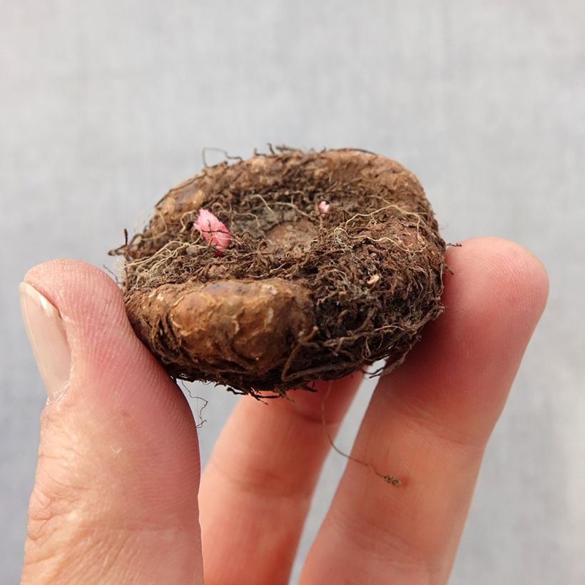 Example of Begonie Saumon - Begonia grandiflora Zwiebel size 7+ as you get in printemps