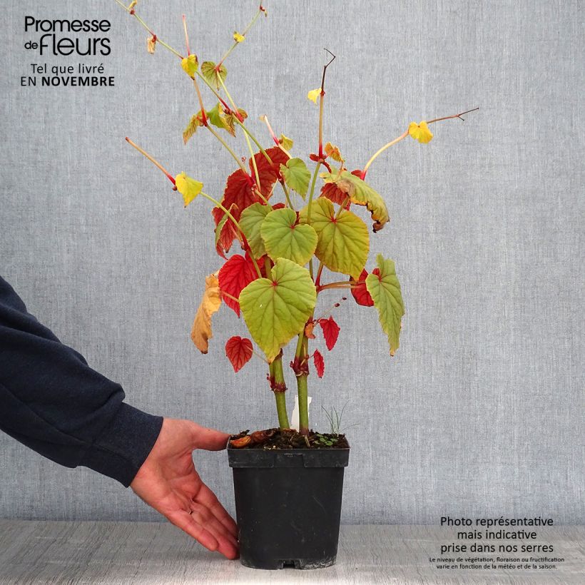 Example of Begonia grandis subsp. evansiana - Begonie Topf mit 2L/3L as you get in automne