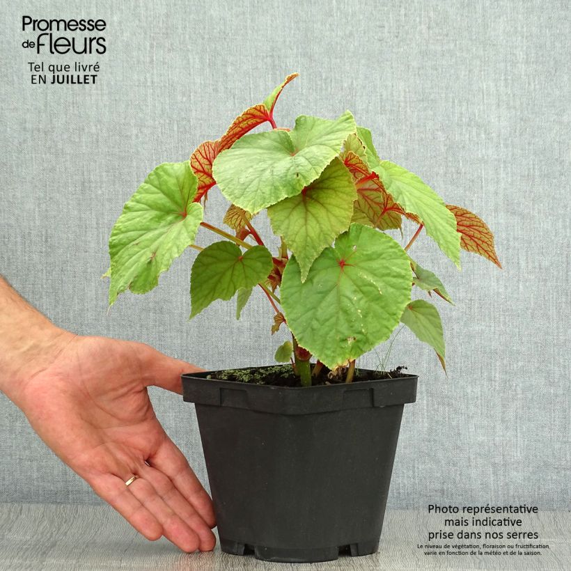 Exemplar von Begonia grandis subsp. evansiana - Begonie Topf mit 2L/3L wie im Sommer geliefert