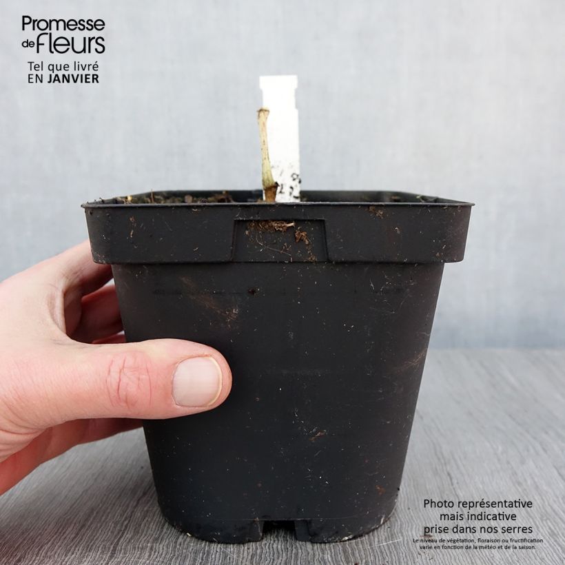 Exemplar von Begonia grandis subsp. evansiana - Begonie Topf mit 2L/3L wie im Winter geliefert