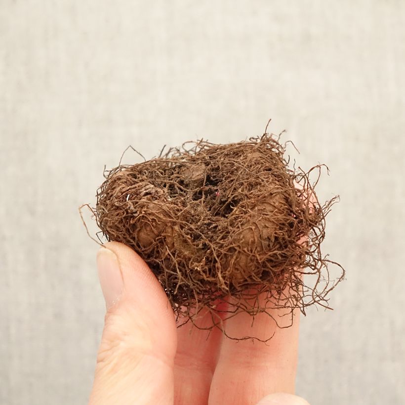 Exemplar von Begonia Multiflora Maxima white Zwiebel Kaliber/Größe 5+ wie im Frühjahr geliefert