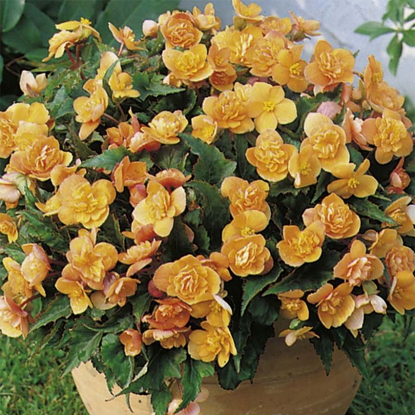 Begonie Richard Galle - Begonia multiflora (Flowering)