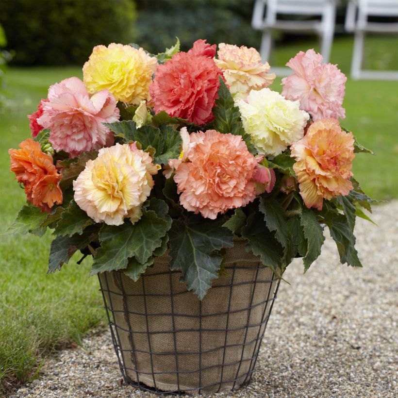 Begonie Pastel Mix - Begonia multiflora (Plant habit)