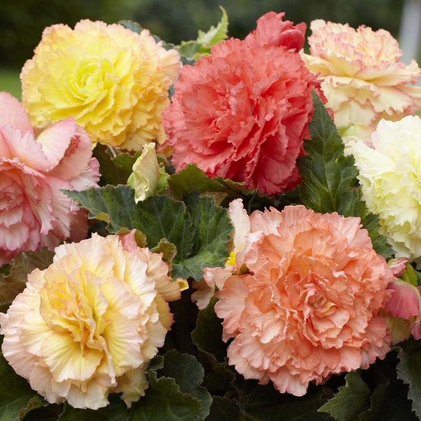 Begonie Pastel Mix - Begonia multiflora (Flowering)