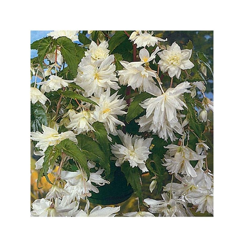 Begonie White - Begonia pendula (Flowering)