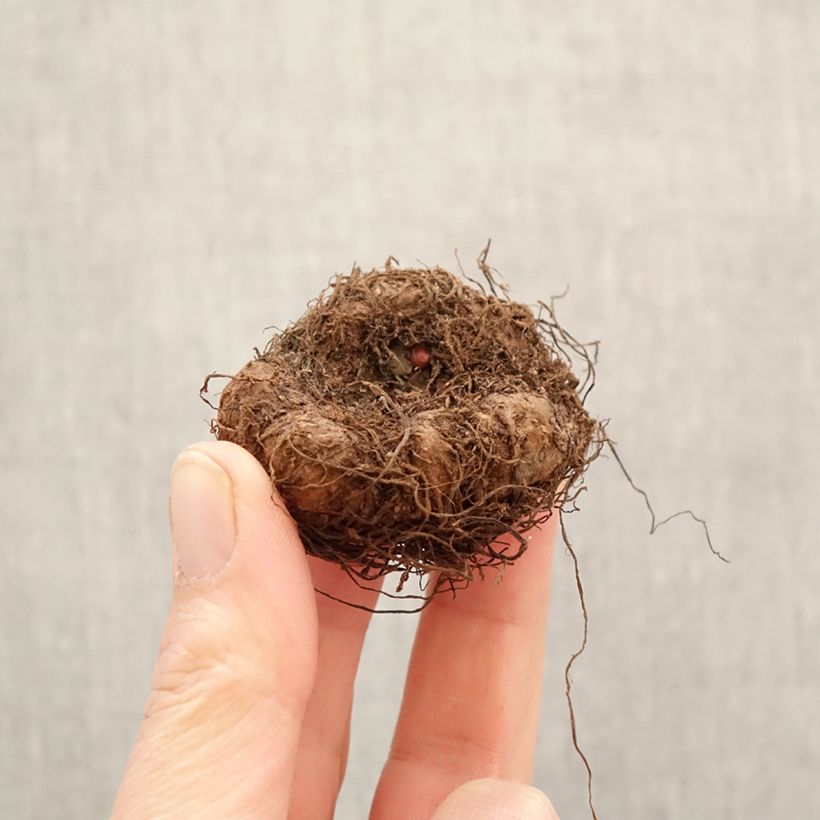 Exemplar von Begonie Cascade mix 6 Farben - Begonia Pendula  Zwiebel Kaliber/Größe 5+ wie im Frühjahr geliefert