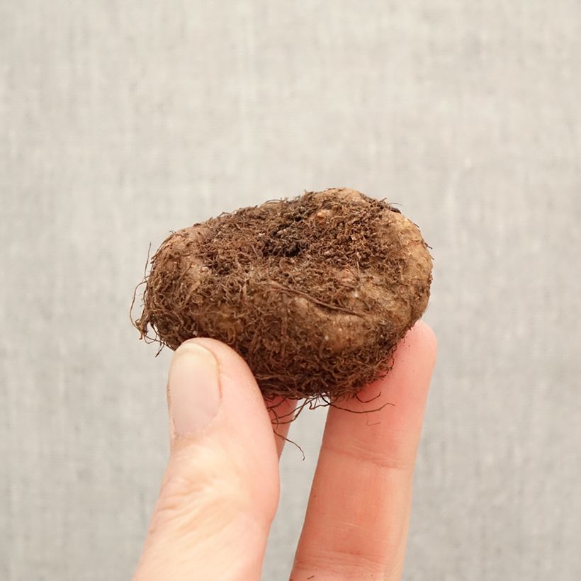 Exemplar von Begonie Cascade Scarlet - Begonia Pendula Zwiebel Kaliber/Größe 5+ wie im Frühjahr geliefert