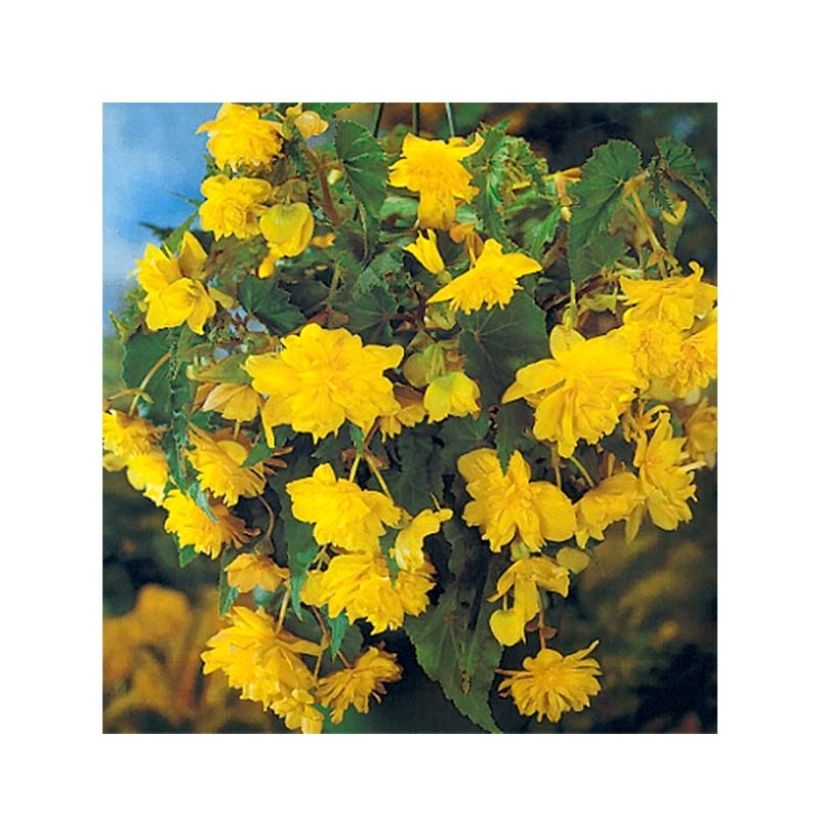 Begonie Yellow - Begonia pendula (Flowering)