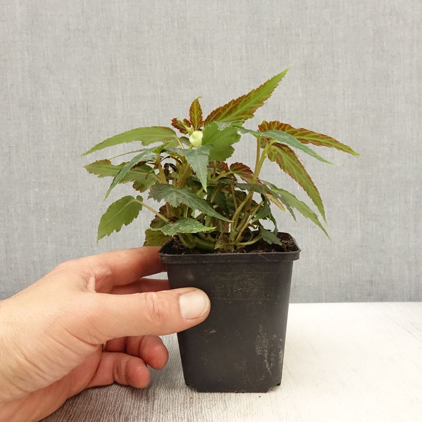 Example of Begonie Belleconia Citrus - Begonia Kleine Töpfe von 8/9 cm as you get in printemps