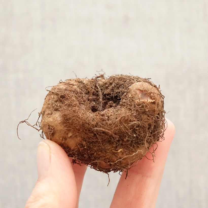 Exemplar von Begonie Cascade White - Begonia Pendula Zwiebel Kaliber/Größe 5+ wie im Frühjahr geliefert