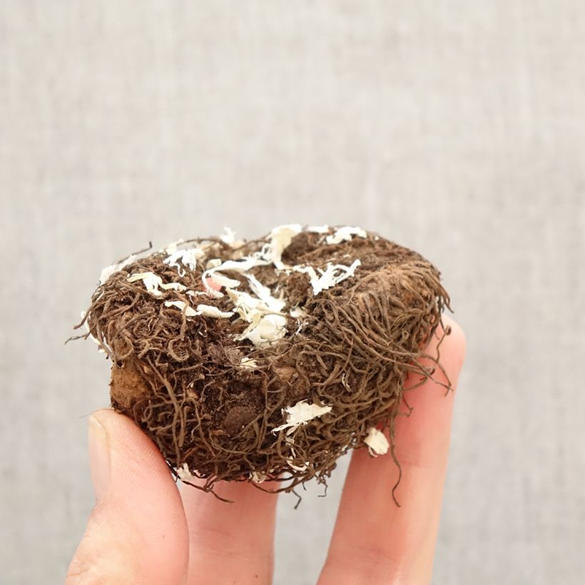 Exemplar von Begonie Cascade Yellow - Begonia Pendula Zwiebel Kaliber/Größe 5+ wie im Frühjahr geliefert