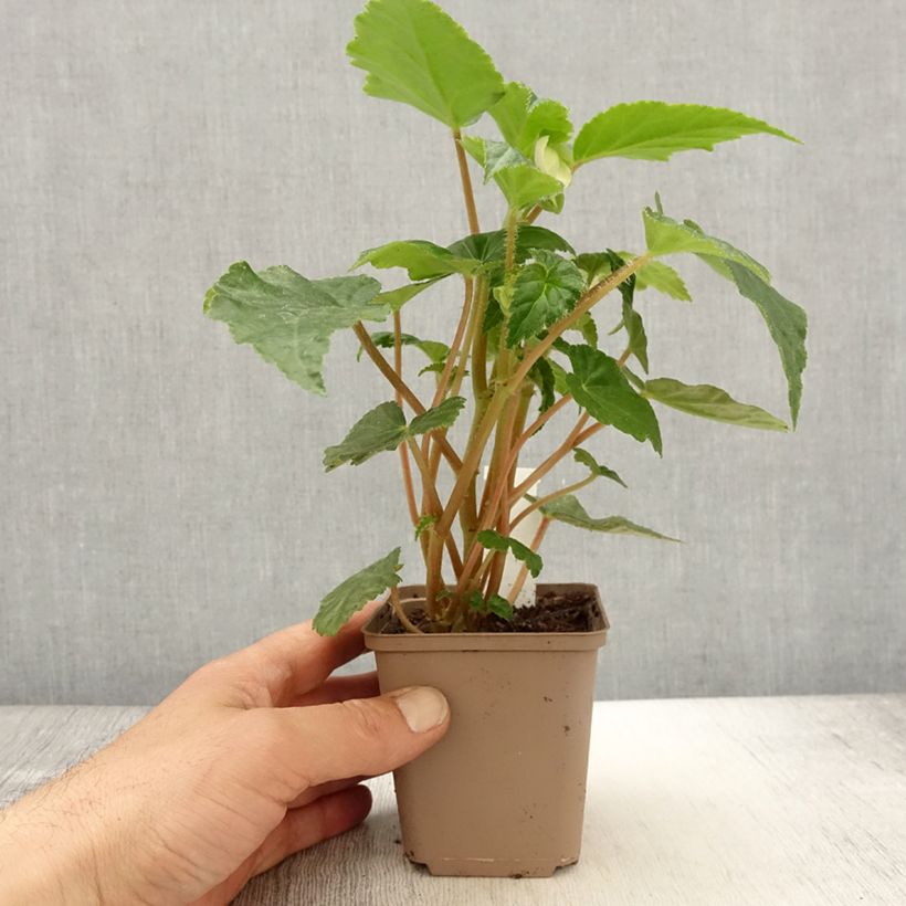 Example of Begonie Begonia Chardonnay - Begonia Kleine Töpfe von 8/9 cm as you get in printemps