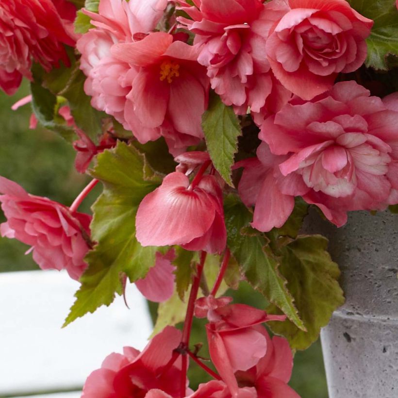 Begonie Mix - Begonia odorata (Foliage)