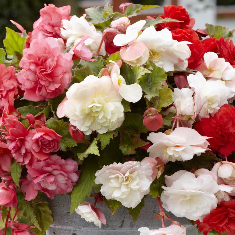 Begonie Mix - Begonia odorata (Flowering)