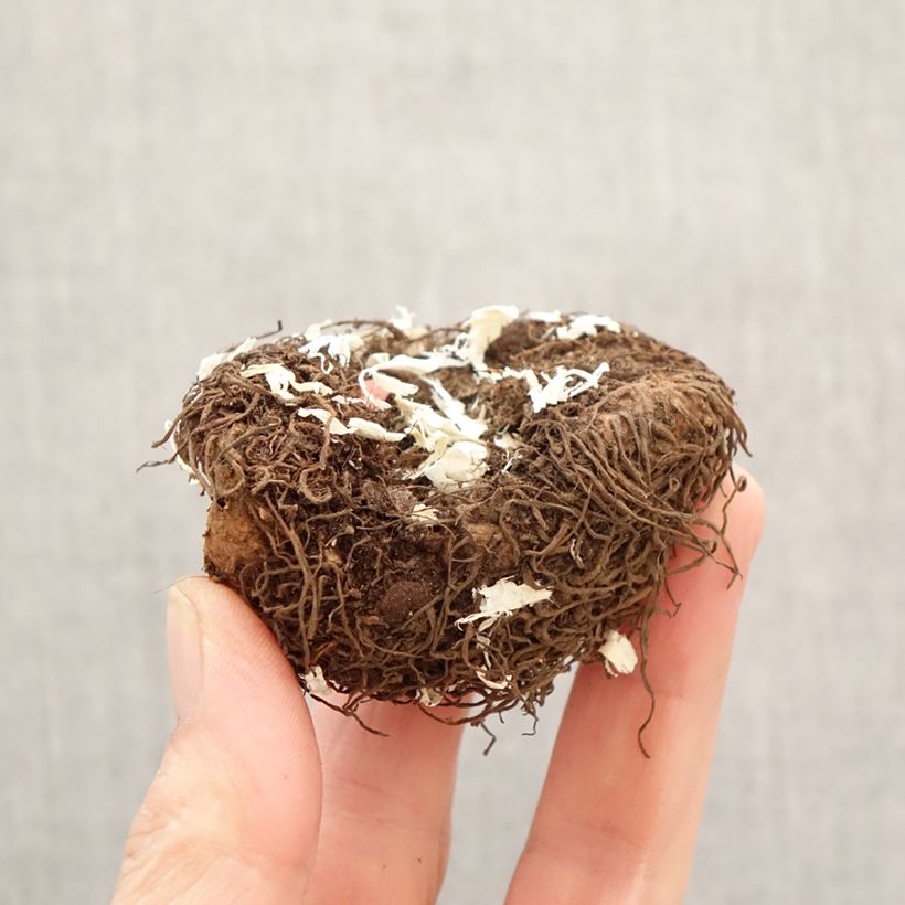 Exemplar von Begonie Salmon - Begonia Pendula  Zwiebel Kaliber/Größe 6+ wie im Frühjahr geliefert