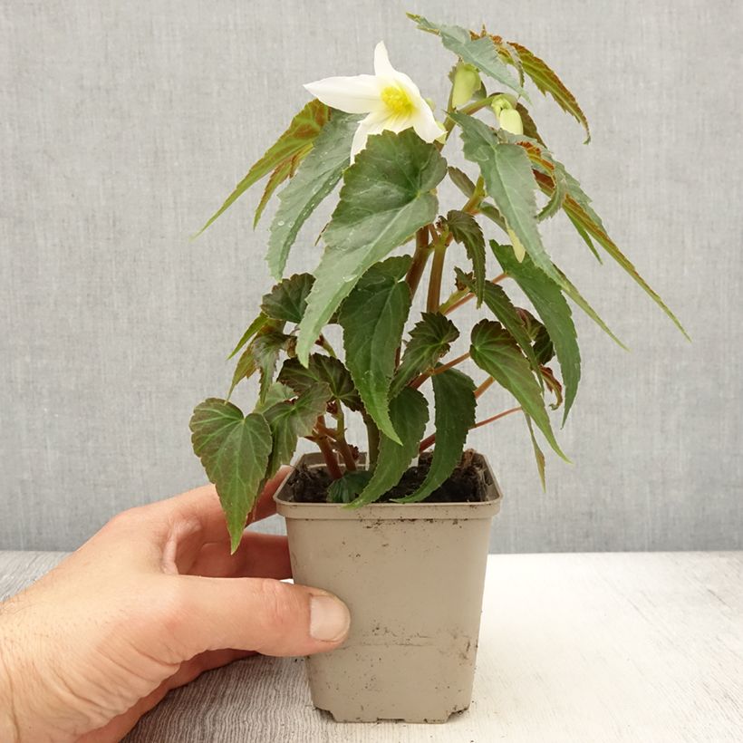 Example of Begonie Summerwings Apricot Improved - Begonia boliviensis Kleine Töpfe von 8/9 cm as you get in printemps