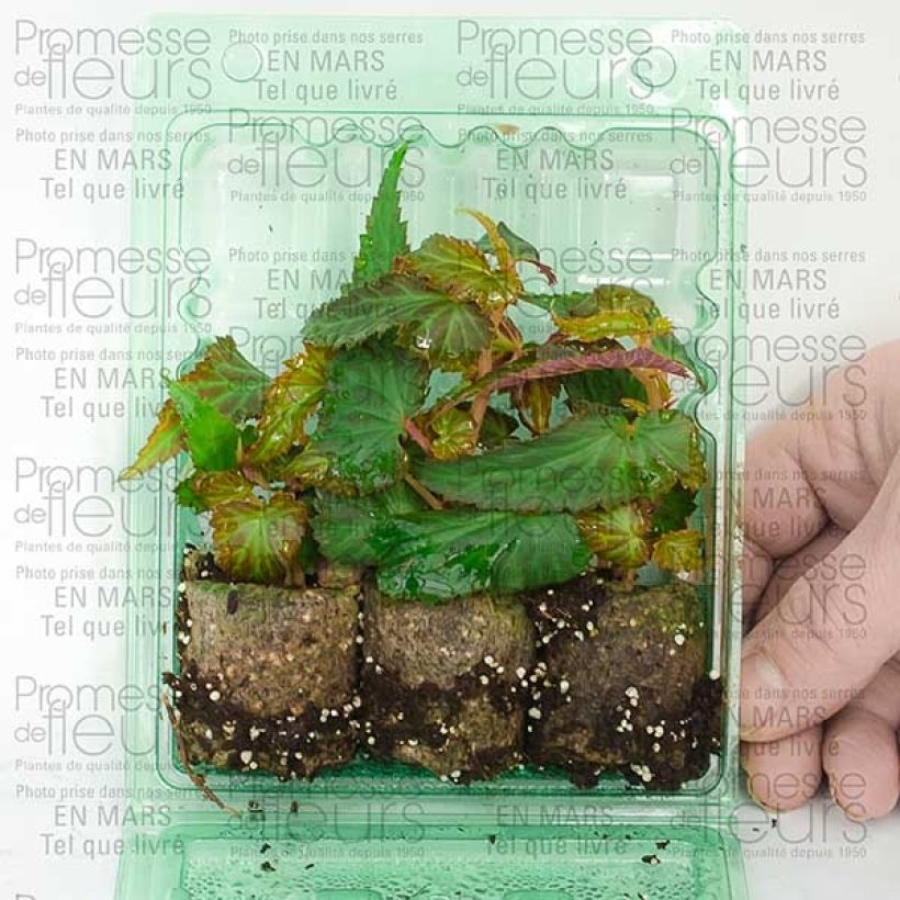 Example of Begonie Summerwings White - Begonia Mini-Plug Ø 3/4 cm as you get