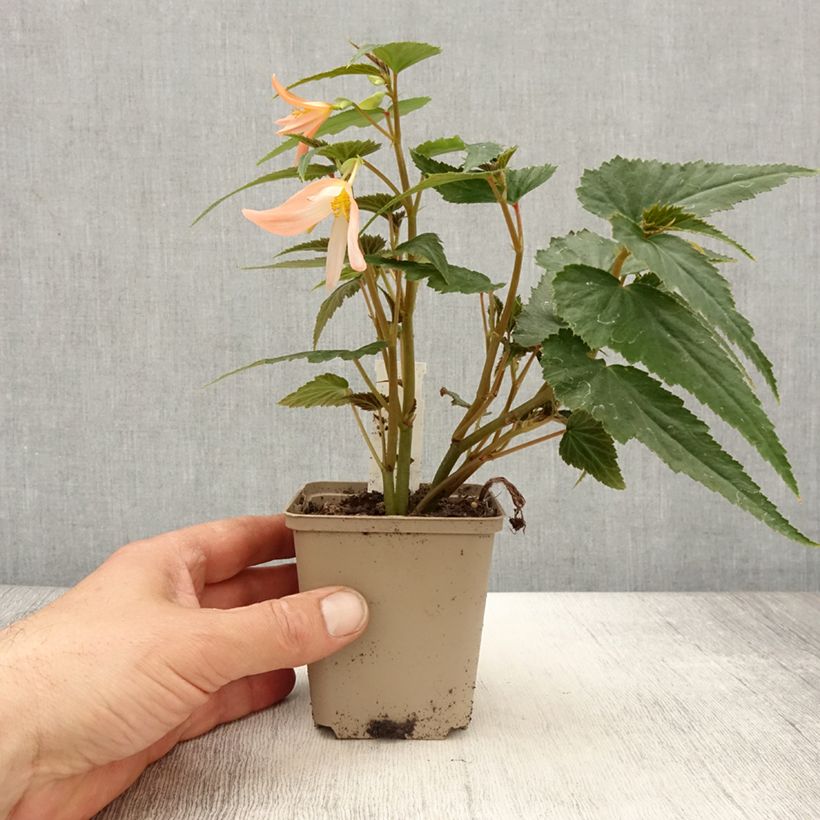 Example of Begonie Summerwings White Elegance - Begonia Kleine Töpfe von 8/9 cm as you get in printemps
