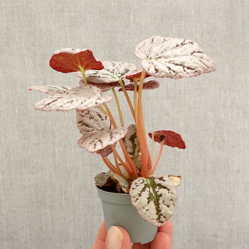 Exemplar von Begonia Rex Chayo - Blattbegonie Mini-plante wie im Herbst geliefert