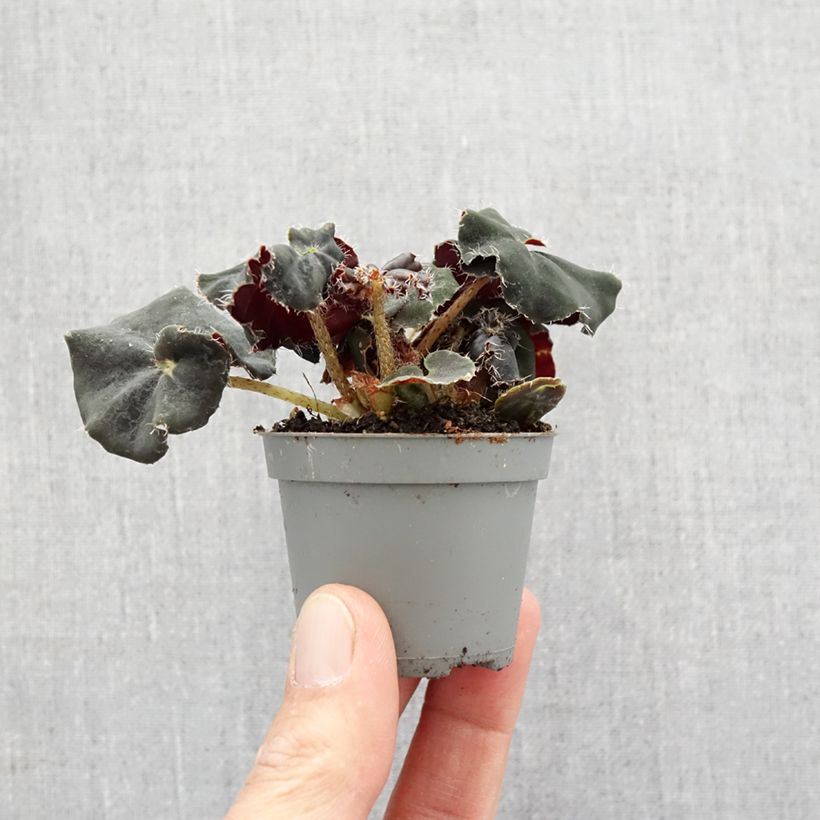 Example of Begonia Rex Dark Mambo - Blattbegonie Mini-plante as you get in printemps