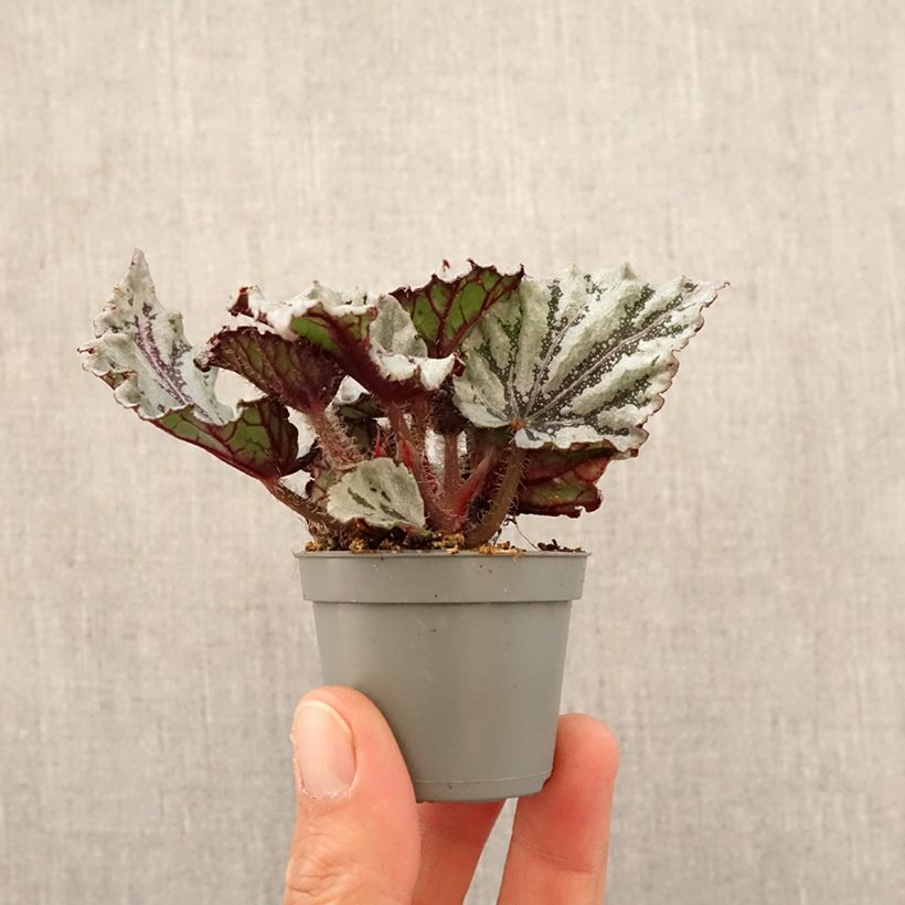 Example of Begonia Rex Dew Drop - Blattbegonie Mini-plante as you get in printemps