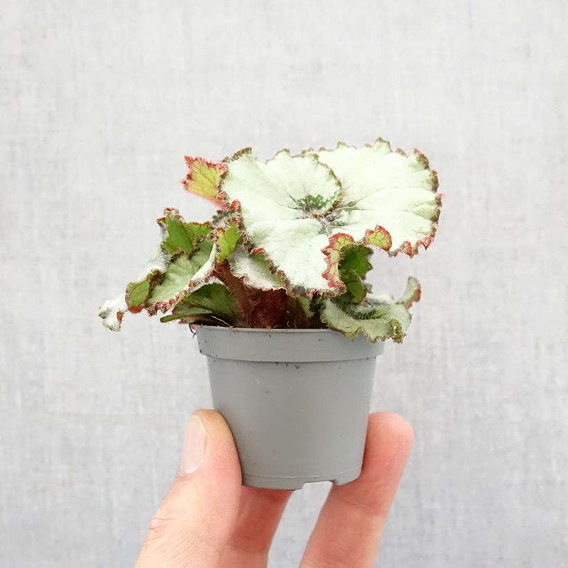 Example of Begonia Rex Escargot - Blattbegonie Mini-plante as you get in printemps