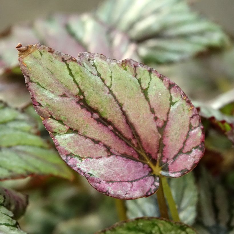 Begonia Rex Hugh McLauchlan - Blattbegonie (Laub)