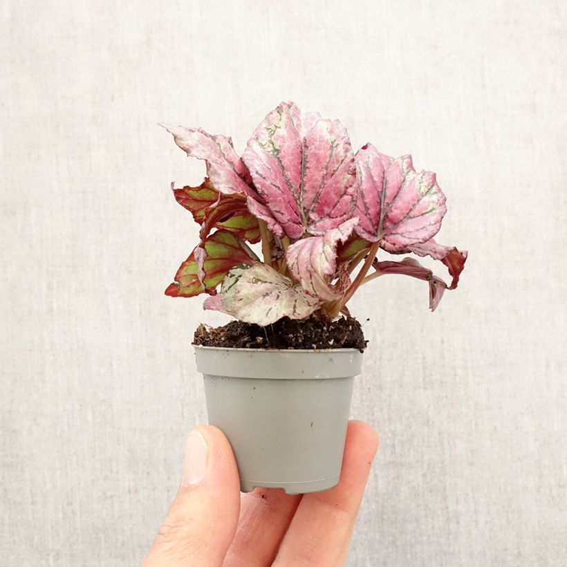 Example of Begonia Rex Hugh McLauchlan - Blattbegonie Mini-plante as you get in printemps
