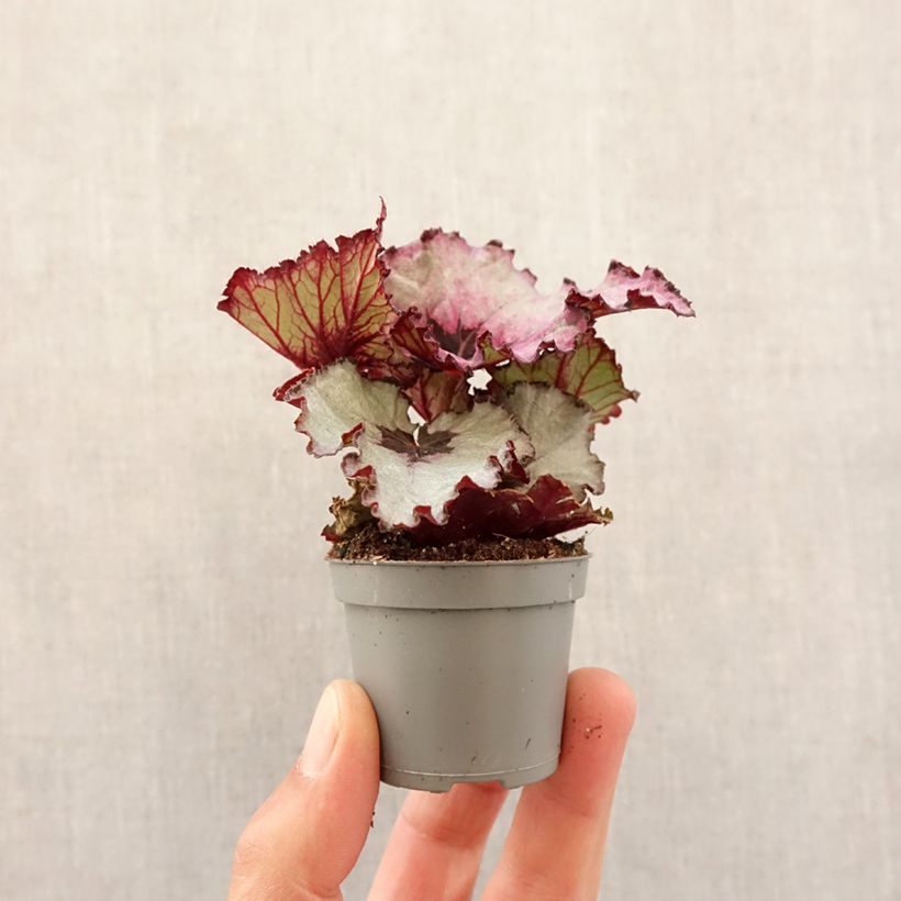 Example of Begonia Rex Red Heart - Blattbegonie Mini-plante as you get in printemps