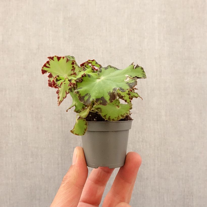 Example of Begonia Rex Red Jive - Blattbegonie Mini-plante as you get in printemps