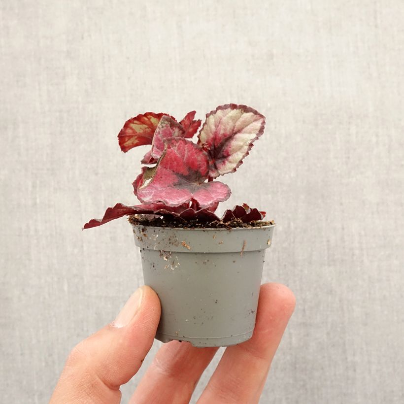 Example of Begonia Rex Red Kiss - Blattbegonie Mini-plante as you get in printemps