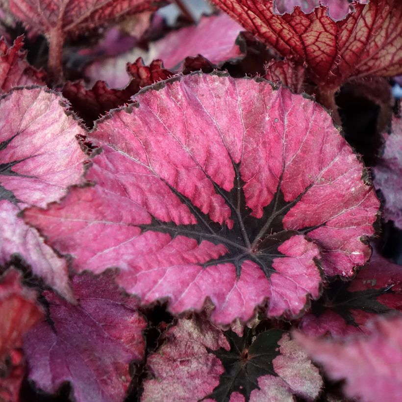 Begonia Rex Spirit of Kwale - KönigsBegonie (Laub)
