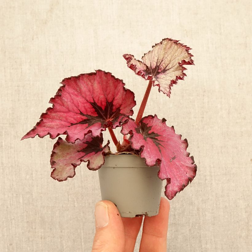 Exemplar von Begonia Rex Spirit of Kwale - KönigsBegonie Mini-Pflanze wie im Frühjahr geliefert