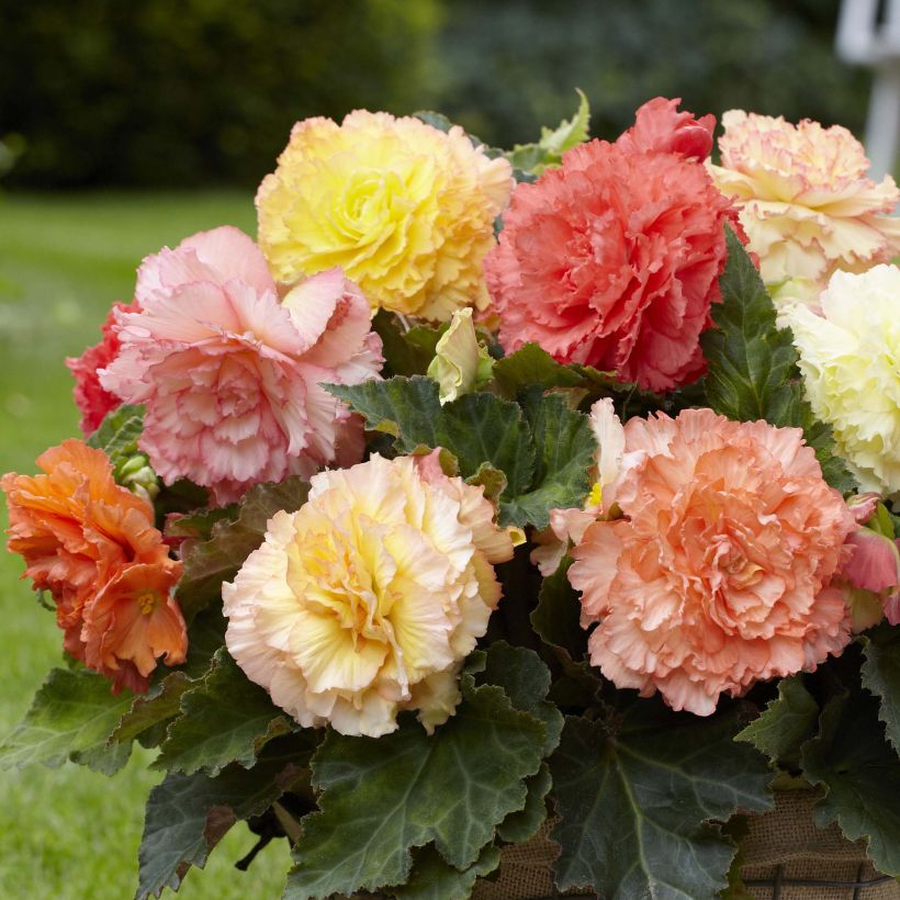 Begonie Fimbriata Samba Mix - Begonia (Flowering)