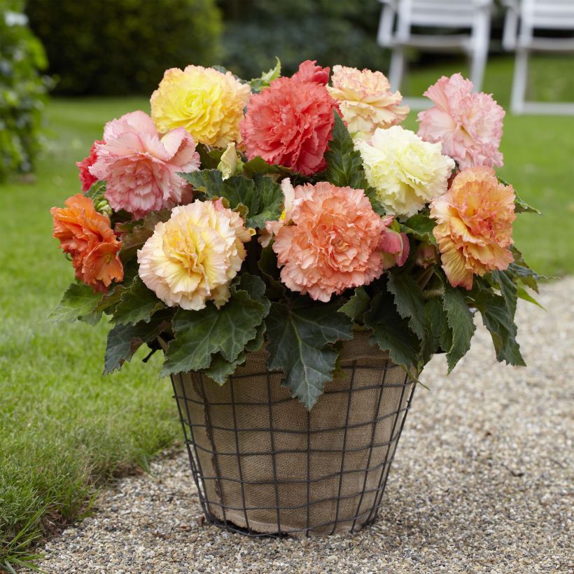 Begonie Fimbriata Samba Mix - Begonia (Plant habit)